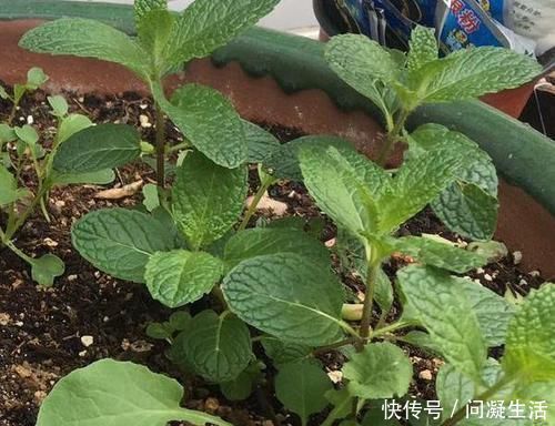 净化|卧室长期放盆栽,失眠的人就选2种,好看又好养,净化效果好