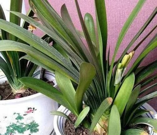 想把君子兰养到爆崽很简单,只要加点这小玩意,小崽噗噗往外冒