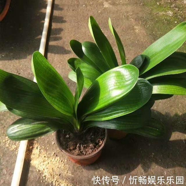 君子兰|4个养“君子兰”的小口诀,叶子厚又亮、满盆大白根,轻松养好!