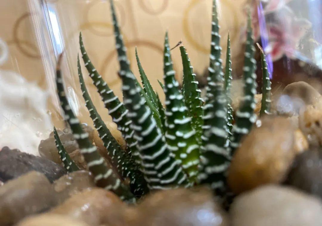 养多肉不会选盆？3个方法，教你一次选对花盆