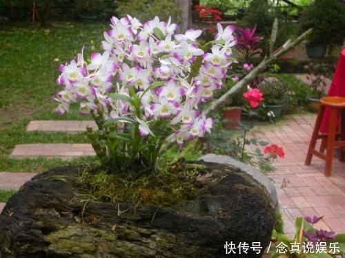 这3种花“脾气”硬，给点水就长新枝，养在石头上还能开花