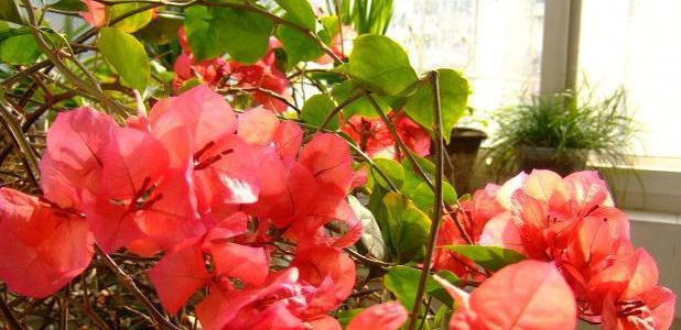 让三角梅枝条开满花,小经验教给你,花开多得看不到叶子