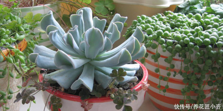 想要养好多肉,不要盲目“做傻事”,新手要避免掉,就能少踩坑