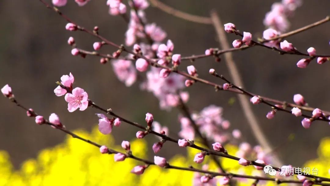 一夜春风来 花儿朵朵开