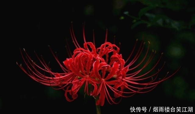 花语|魔道祖师一人一株花,薛洋的花语悲惨,看到江氏夫妇的花语哭了