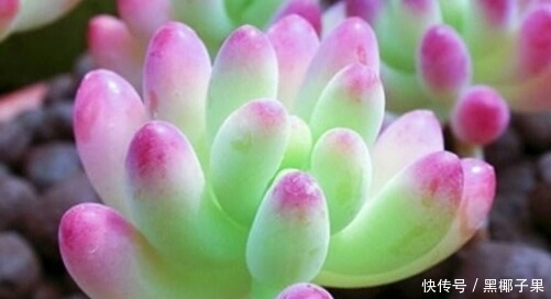 透水性|你家的多肉土壤,测试,适不适合种多肉