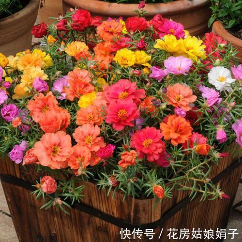 需要怎么做,太阳花才能持续爆盆,一个“掐”字解决您的疑问