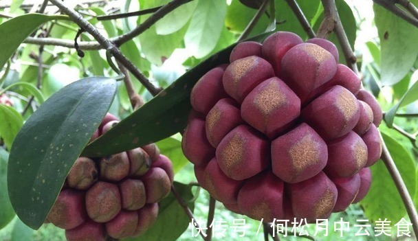 院子|家中有院子,就安排上“黑老虎”吧,耐寒耐旱,营养又美味!