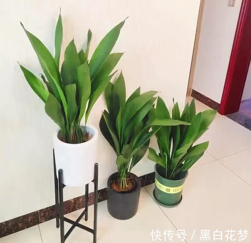 风水|五种小盆栽，耐阴又好养，办公室养几盆，增财运，旺事业
