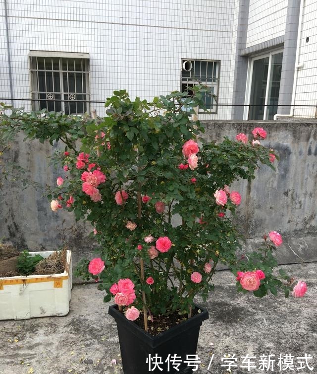 藤本花卉选这种,一年长3米,四季开花,漂亮又好养,盆栽也可以!