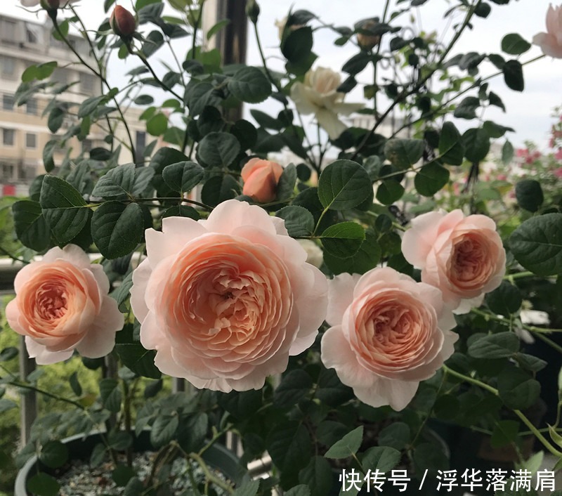 喜欢养花,不如养盆郁金香,花形似牡丹,超级好养