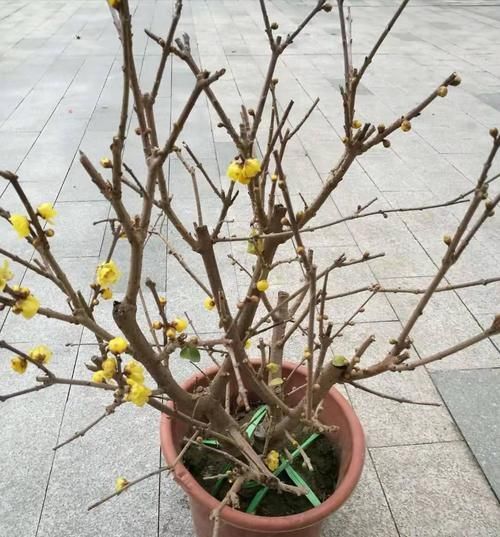 这3种开花植物是“抗冻王”,能耐-10℃的低温,冬天可放心买回家