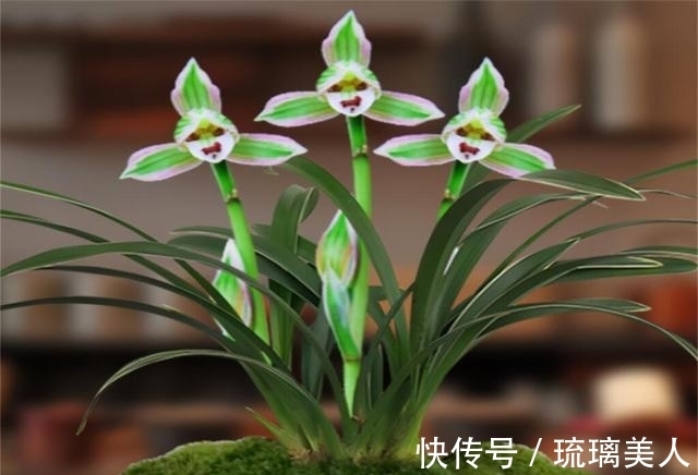 味道|此兰很多人没见过,一花双色,兰香浓郁,叶带金边,是兰中铭品