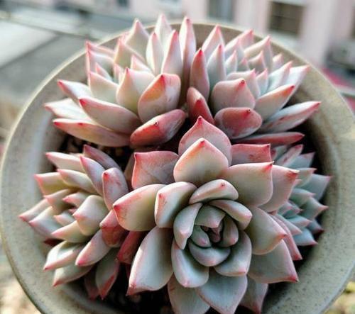 多肉上盆有技巧,教你一招,呼呼长新根,服盆更快!