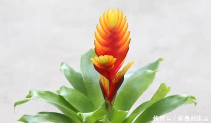  养花|12种净化空气非常棒的室内绿植，养花新手都养不死的植物