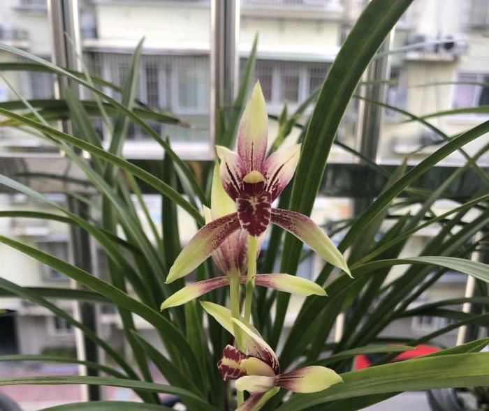 肥好|服盆期间的兰花盆栽,可以喷叶面肥来预防退草吗?使用什么肥好?