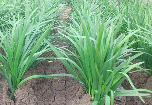 美容養顏|常吃韭菜好處多，補腎壯腰，美容養顏防癌癥，但3類人吃了反傷身