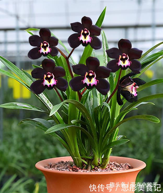 此兰,花色非常“神秘”,刷新了对兰花的认知,被誉为兰花界新宠