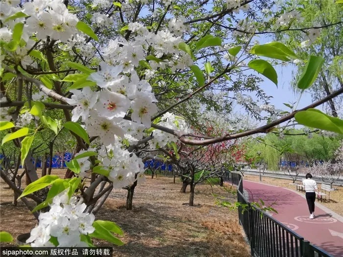 京城赏花！北京这几个地方梨花已开！花期不等人，快快约起来！