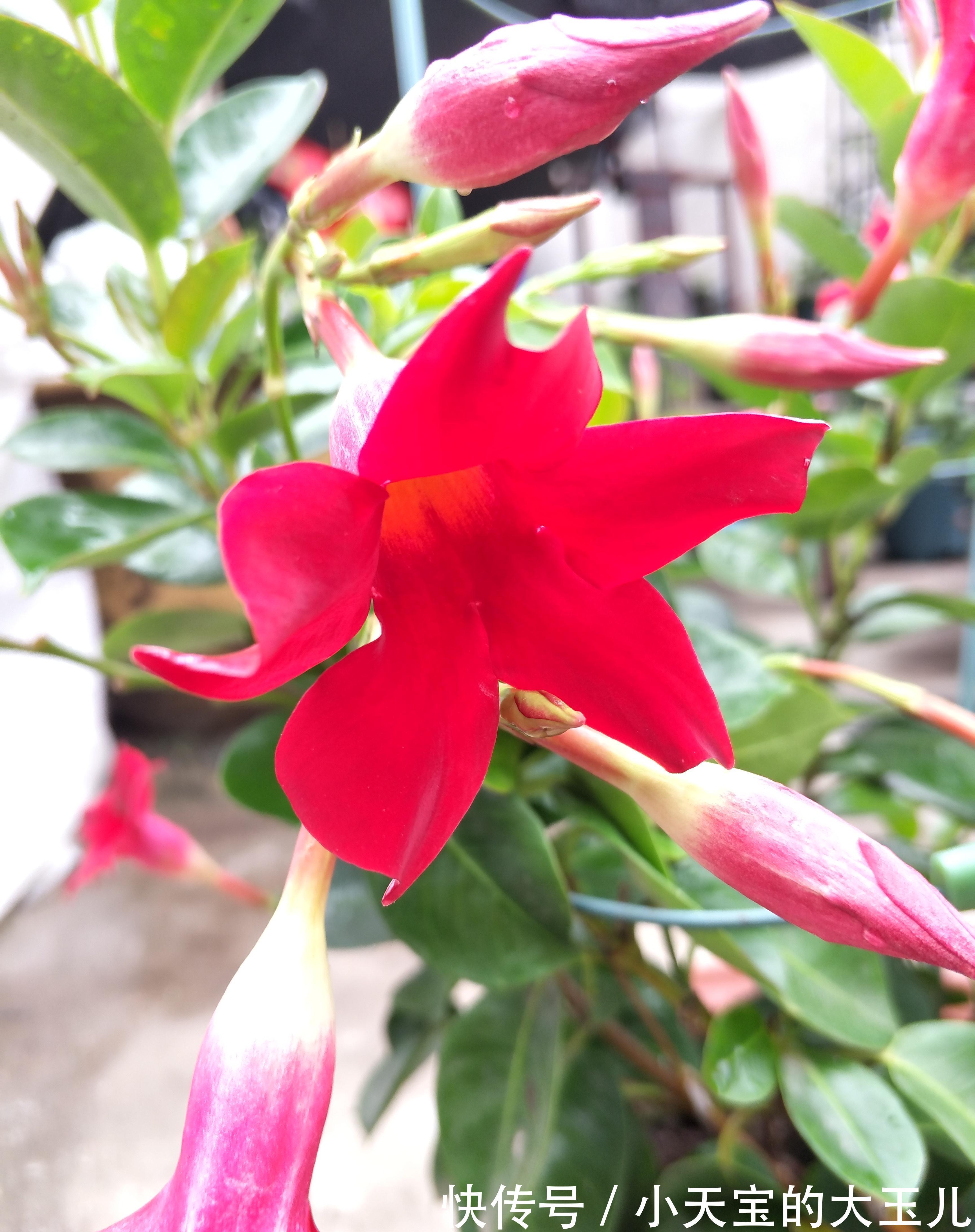 飘香藤与红蝉花，同科又同属，相似度太高，别买错了