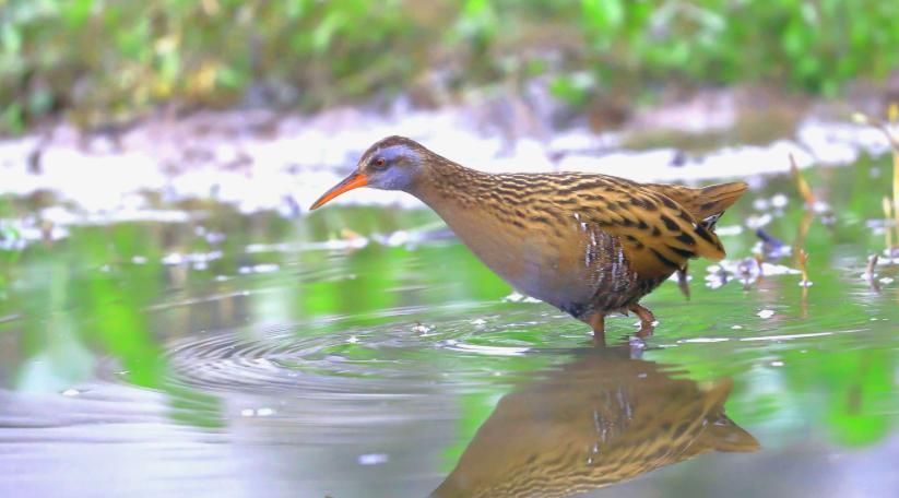 已消失6000年的野牛将重返英国,一种消失13.6万年的鸟也出现了