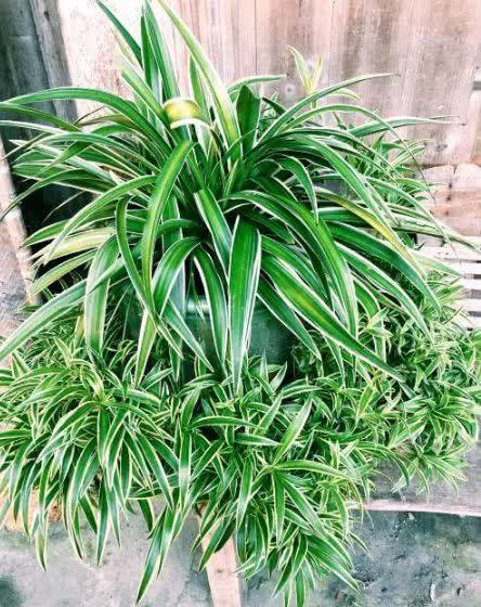 超好养的4种花,越不浇水越爆盆,寓意吉祥人人爱,家里养真适合