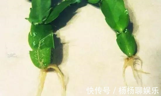 虎皮兰|悄悄告诉你，6种花“不用买”，1片叶子就能生根发芽、长爆盆