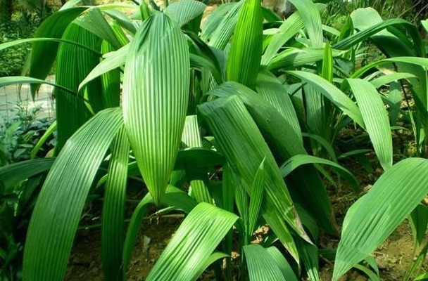 更上一层楼|十个人九个腰痛,用以下野草泡水喝,肾好腰不痛了,湿气一扫而光