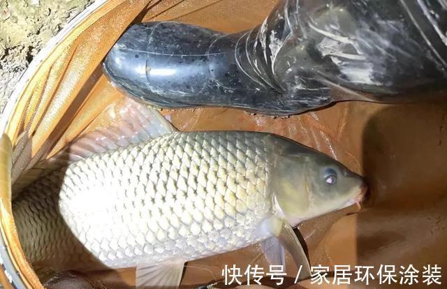 野生|鱼能听到人讲话吗？看完此文，可能你就不会困惑了