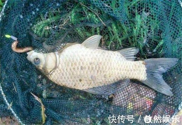 饵料|蚯蚓被誉为“万能饵料”,这些细节却常被忽略,爱钓鱼的你别错过