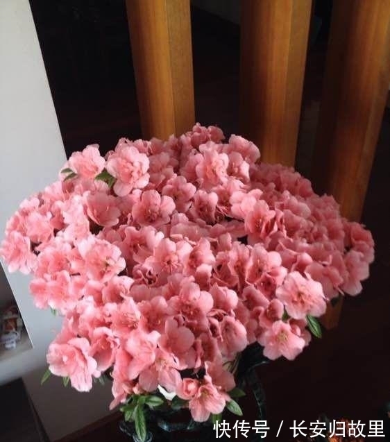 适合居家养的花,好活易爆盆,花开媲美玫瑰,花朵姿态万千,美