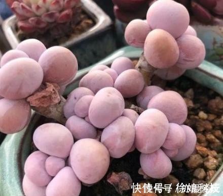 厚叶草属|4种多肉是“美人”,虽然是普货,但是好养活,老桩出状态更美!