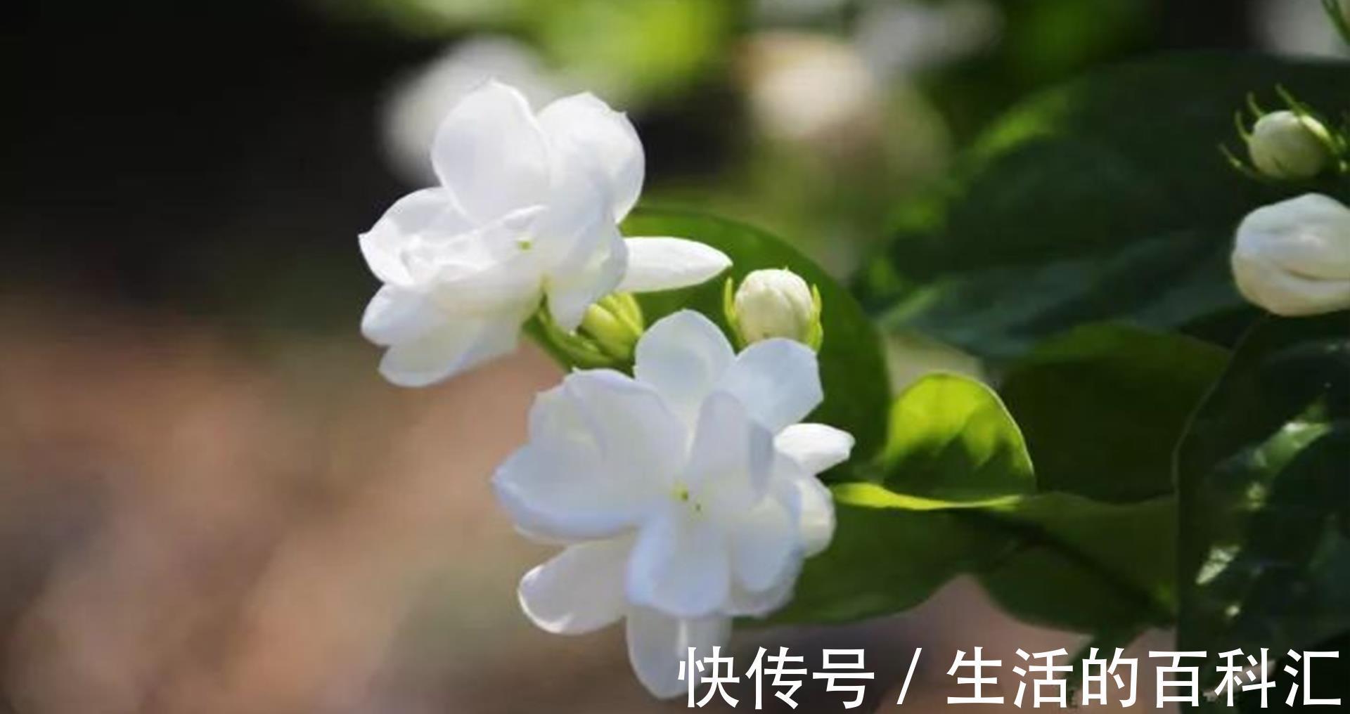 秋老虎|茉莉花立秋后想要复花快又多,怎么管理?这些细节要注意