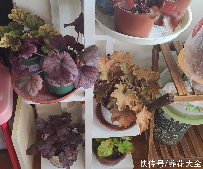 零学|从零学起，4个养花基础知识，让养花变得更简单