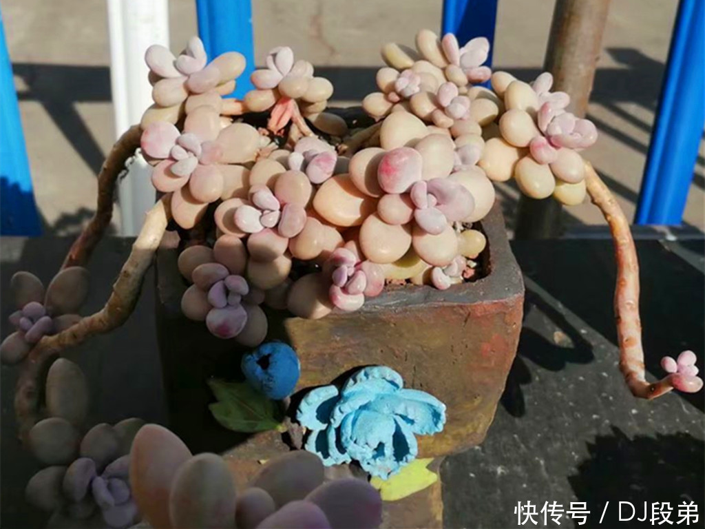 包菜类|容易养成造型老桩的多肉,带着岁月沉淀的沧桑美,有的还是网红