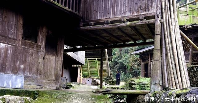 湖南邵阳绥宁一棵百年红豆杉，结满果实，当地人称为“一树红”