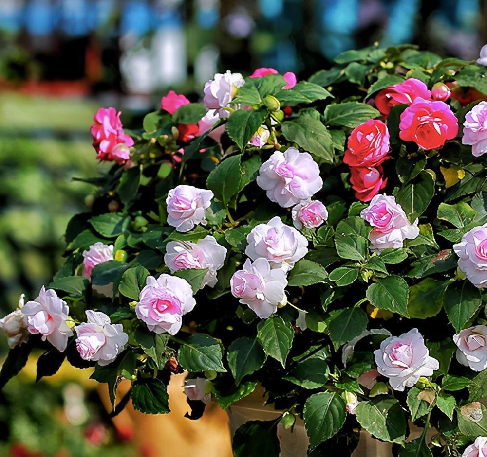 5种花春天养,五彩斑斓花期长,沾土就活,懒人也能养爆盆