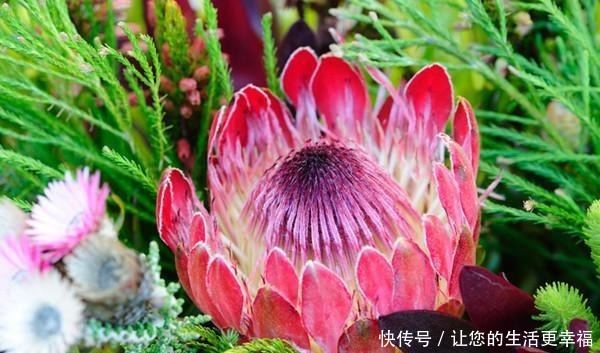 世界十大花期最长的花,全年都开的花有哪些什么花的赏花期最长!