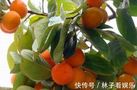 白刺果|女性到了中年,推荐常吃以下食物,美白润肤,延缓衰老,早吃早好