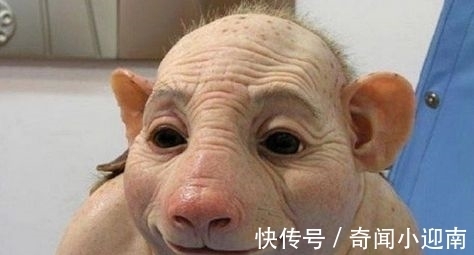 俄罗斯猪人是真的吗?认识那些真实存在的