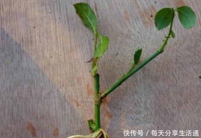 柳树发芽季，自制柳枝生根水，扦插生根快，省钱又实用！