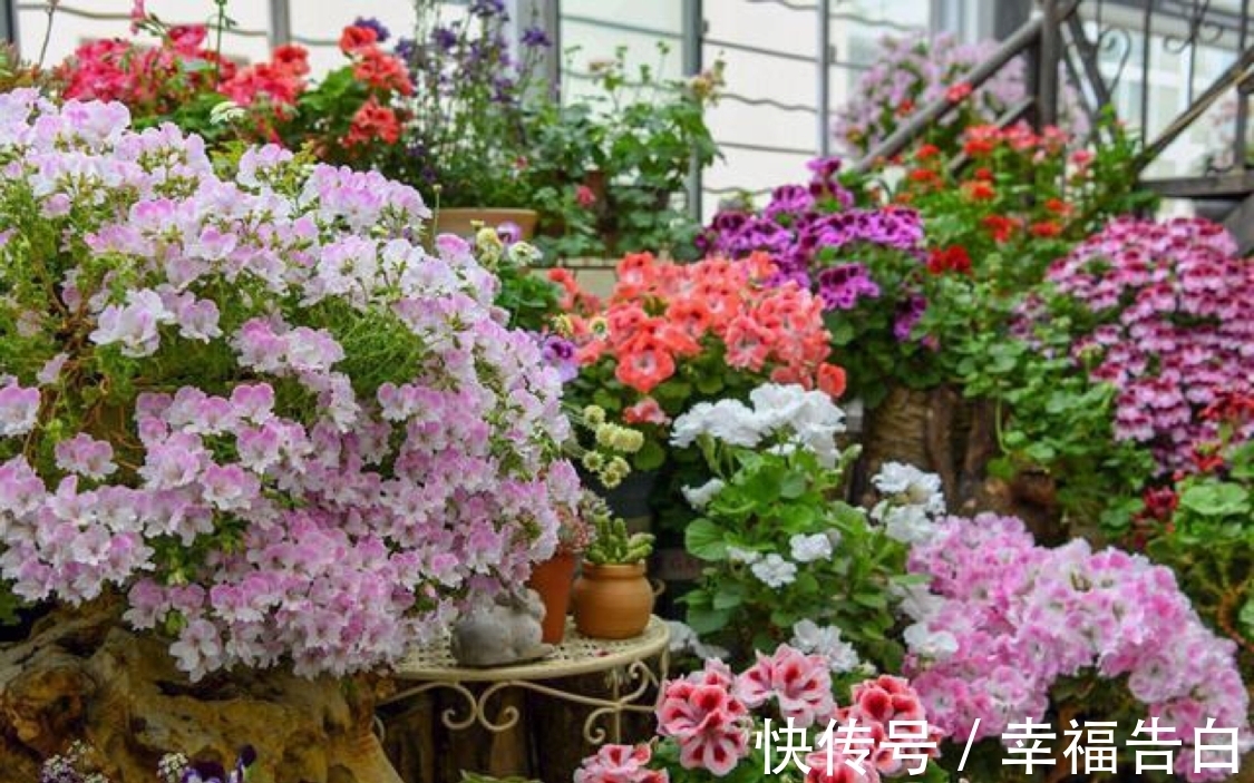 天竺葵|家里有院子种什么花比较合适,这几种可以考虑下
