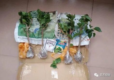 开春,买花小心“3个坑”,早知道早避免,少花冤枉钱!