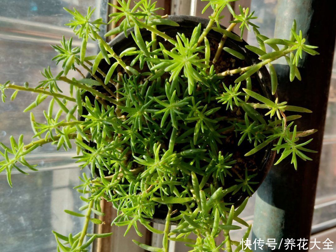 7种“落地生根”花，春天多插几棵，成活率特别高