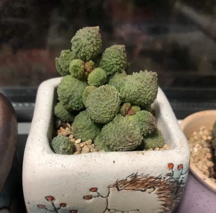 养成一个爱好的重要性和一个养肉人的日常！