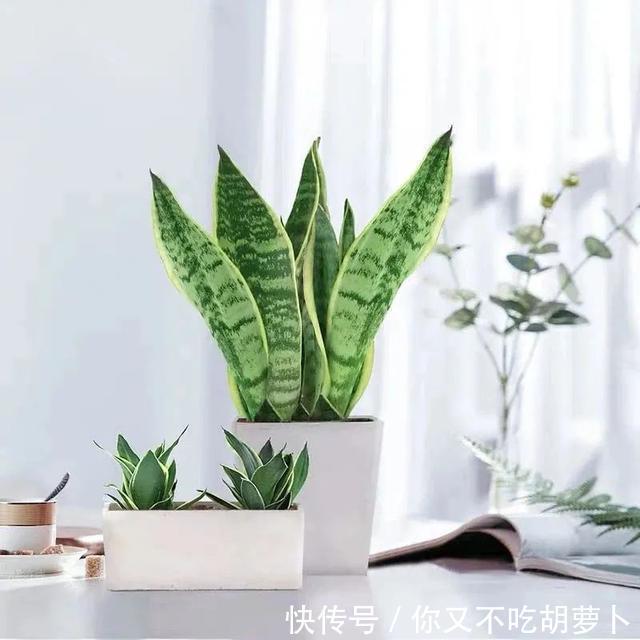 卧室养花就选这八种，安神又助眠，卧室摆几盆，一夜好梦睡得香