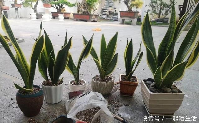 花上长了这个,再不换盆,就要憋死了!花上长了这个,再不换盆,就要憋死了!