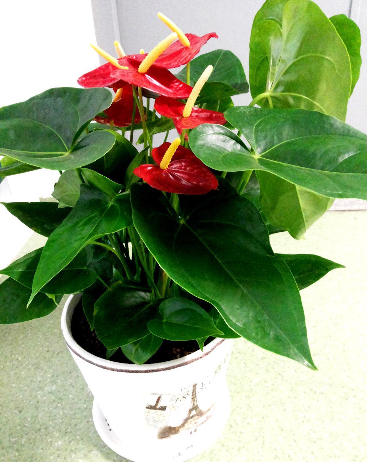 五种“旺宅花”，适合养客厅，一种比一种好养，一个比一个好看