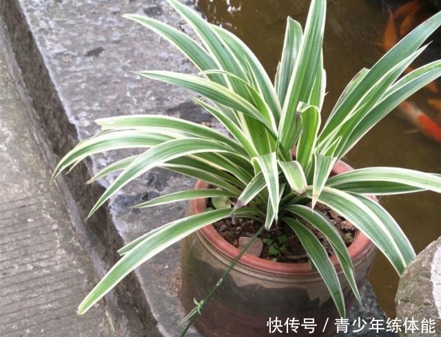 养吊兰，有3个“误区”别触碰，否则根系不保、黄叶来袭，莫忽视！