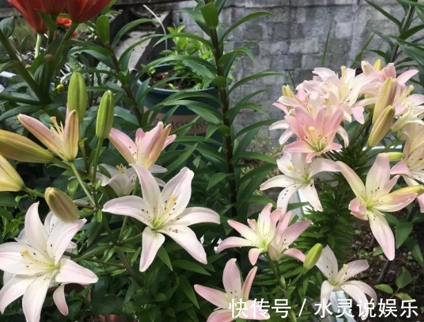 5种花卉“别乱养”,香气“有毒”,放在卧室并不好,别疏忽!